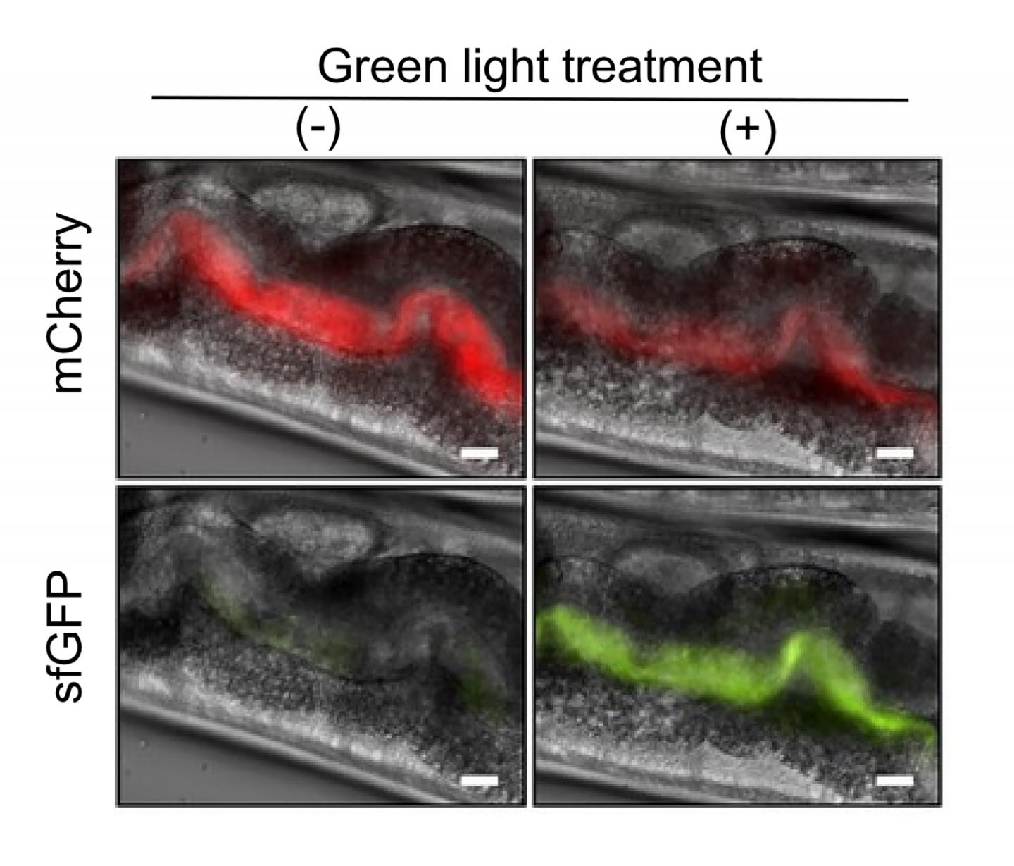 Optogenetic control of bacterial genes