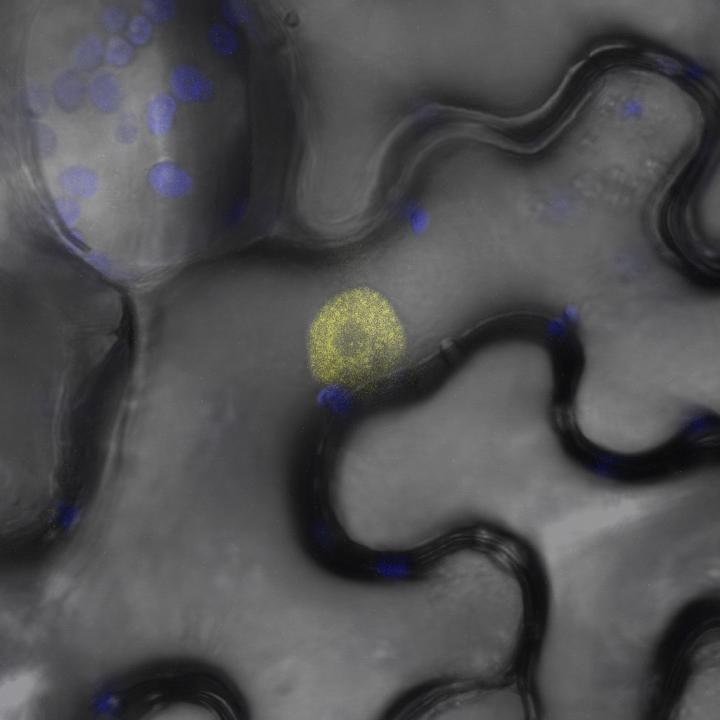 A Way by which Plants Assess the Quality of Shade