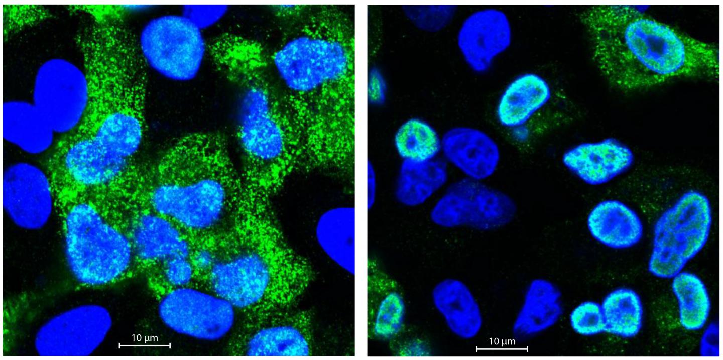 common cold cell