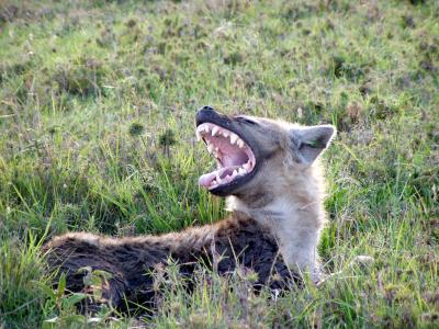 Hyena Yawn