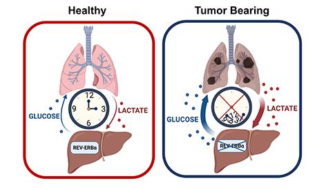 circadian control of glucose production