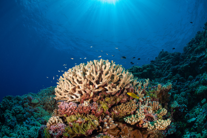 The Khaled bin Sultan Living Oceans Foundation Completes the Largest Coral Reef Survey and Mapping Expedition in History