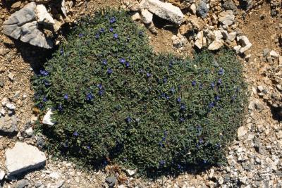 <I>Anchusa caespitosa</I>