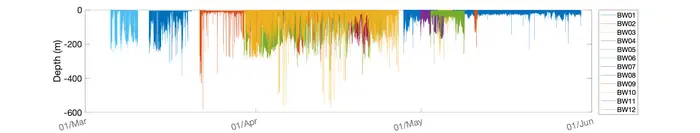 Depth records from tagged bowhead whales