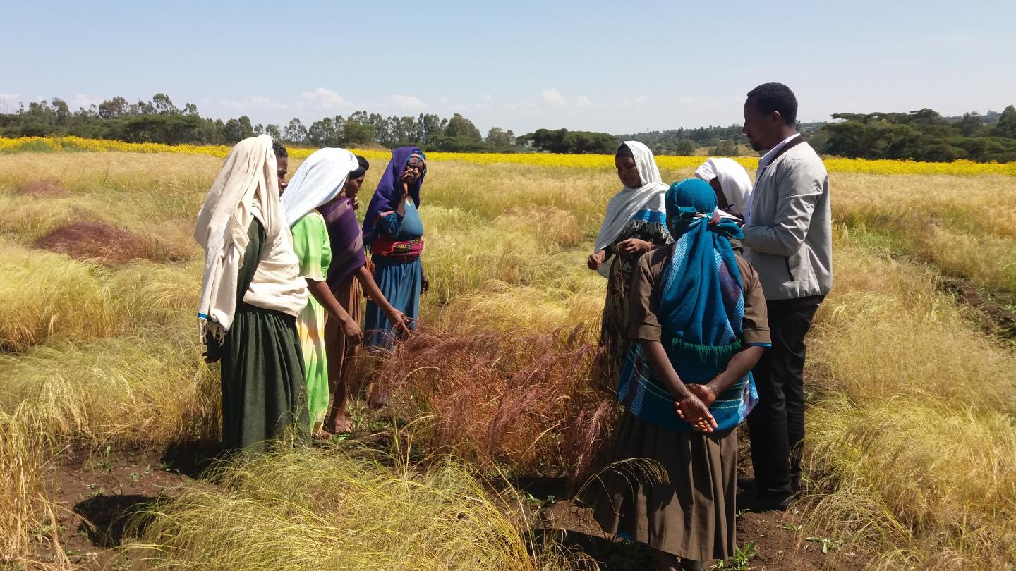 Teff Field