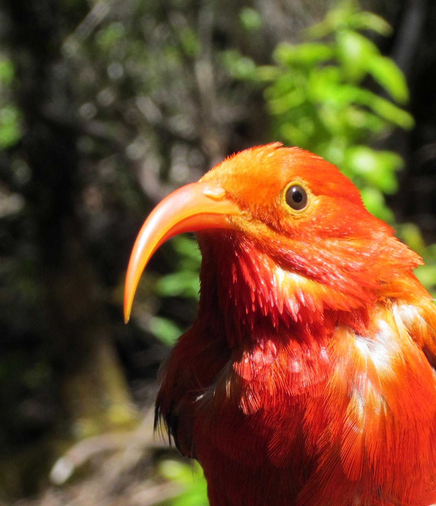 'I'iwi, a Bird Native to the Hawaiian Islands