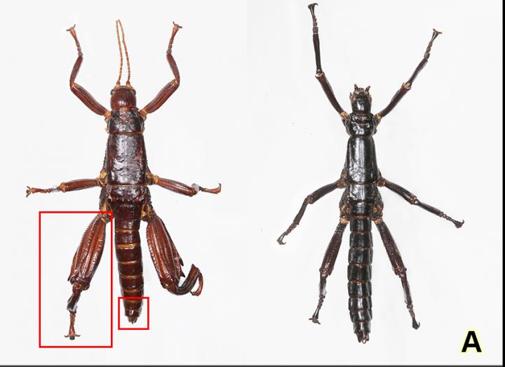 Lord Howe Island Stick Insect [IMAGE] EurekAlert! Science News Releases