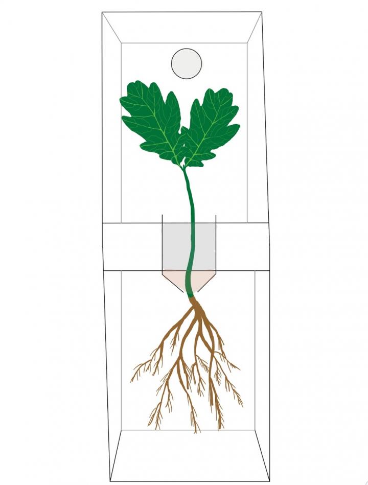 Oak seedling drawing