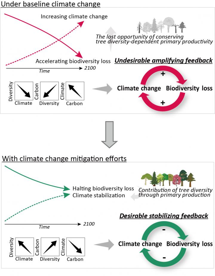 Interdependence between climate change and biodiversity