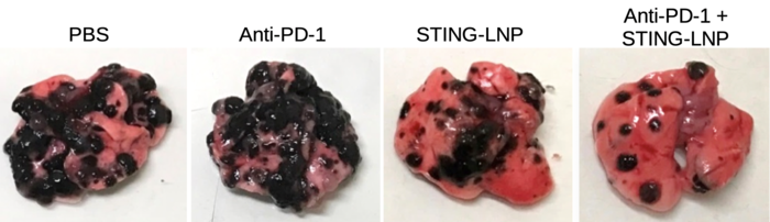 Combination therapy against anti-PD-1-resistant lung cancer