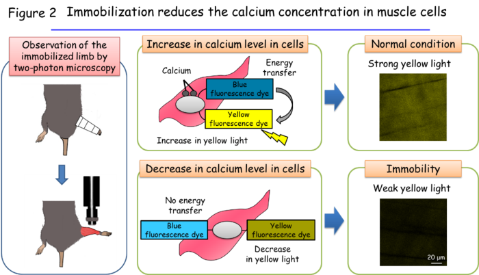 Figure 2: