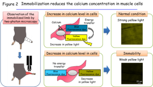 Figure 2: