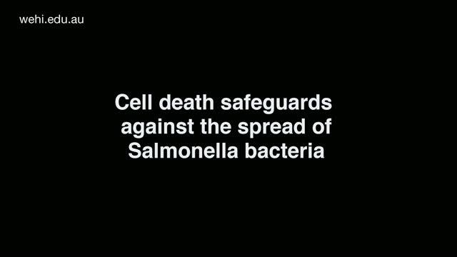 Cell Death Safeguards against the Spread of Salmonella Bacteria