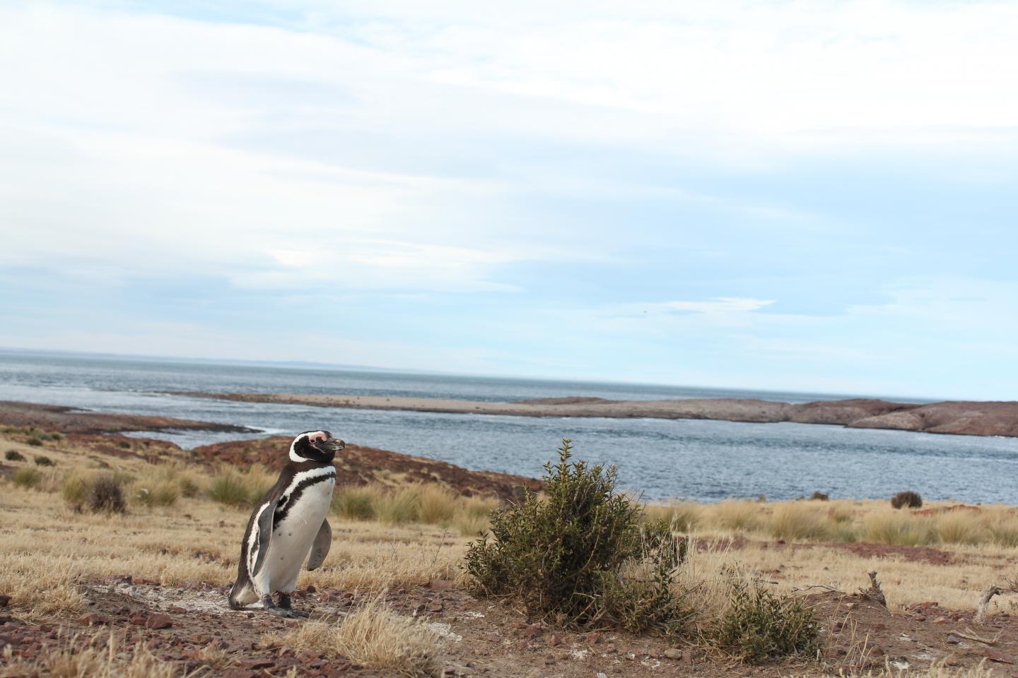 Magellanic Penguin