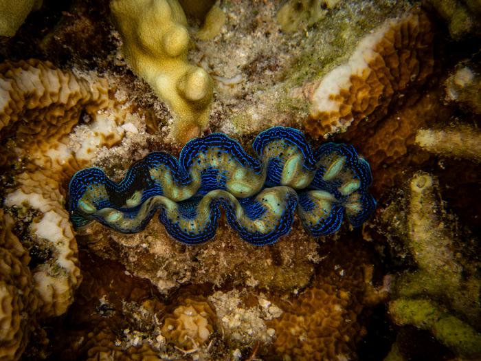 A clam's colorful mantle