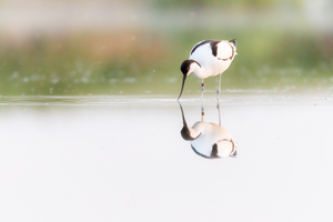 Pied Avocet (Recurvirostra-avosetta)