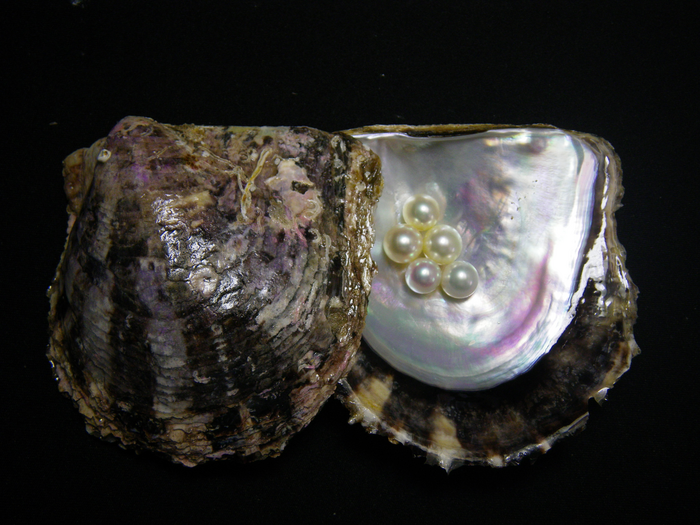 Pearls within a pearl oyster shell