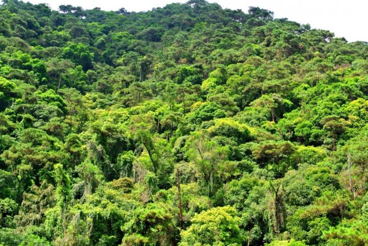 Trees Grow in Dinghushan National Nature Reserve