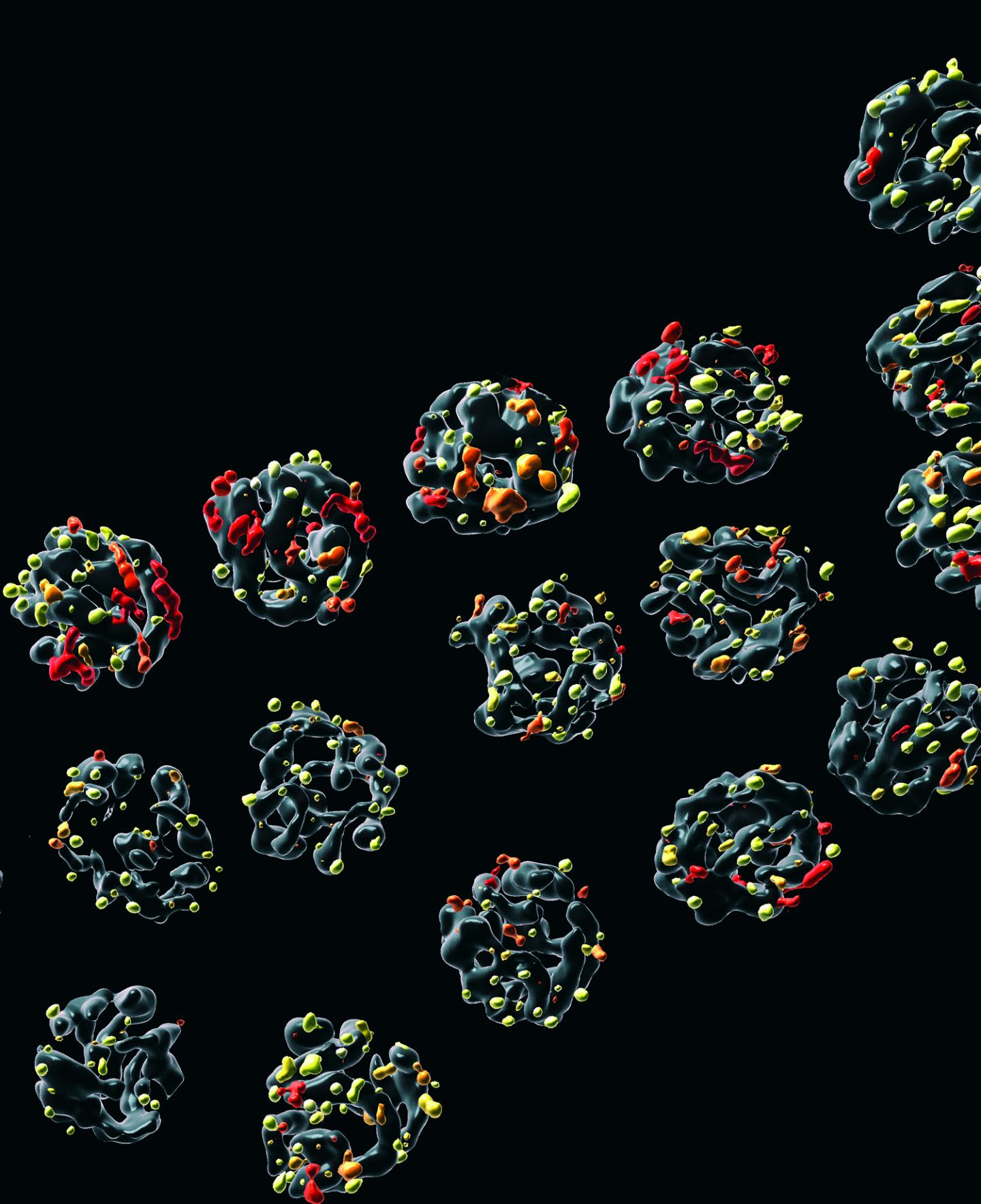 Chromosomes with DNA damage