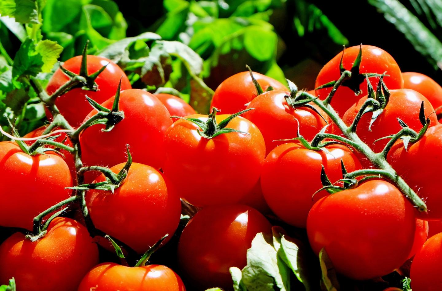 Found: Tomato 'Fingerprint' for Defense against Devastating Disease