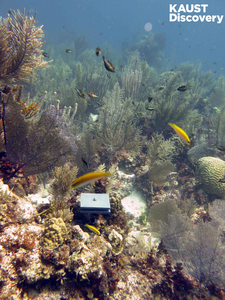 Checking coral reef health one tile at a time