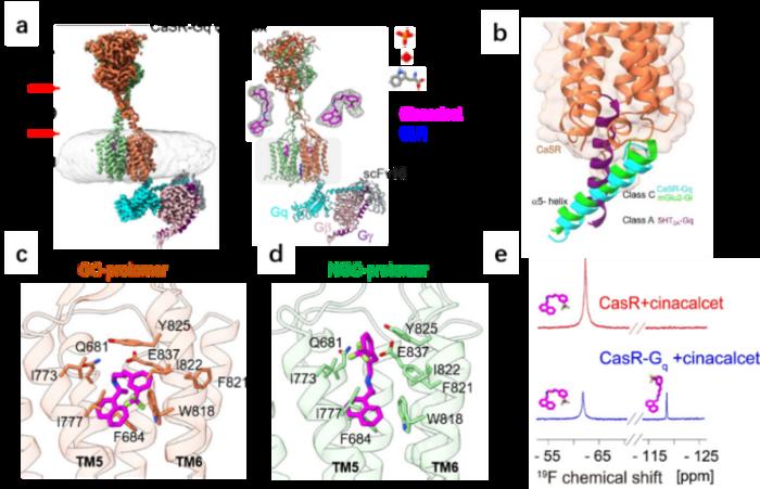 Structural insights into asymmetric activation of the calcium-sensing receptor–Gq complex