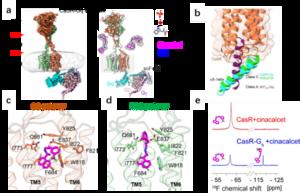 Structural insights into asymmetric activation of the calcium-sensing receptor–Gq complex