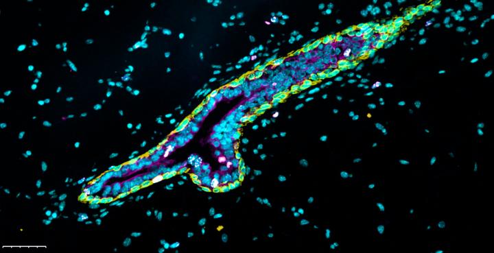 Immunofluorescence