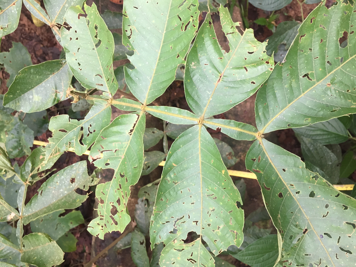 Insect herbivory on the leaves of a dominant tropical nitrogen-fixing Inga tree species.