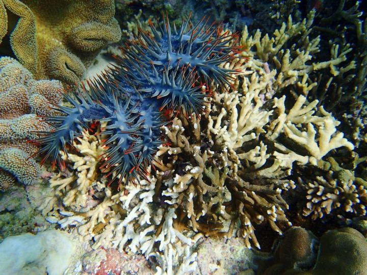 Crown-Of-Thorns Starfish