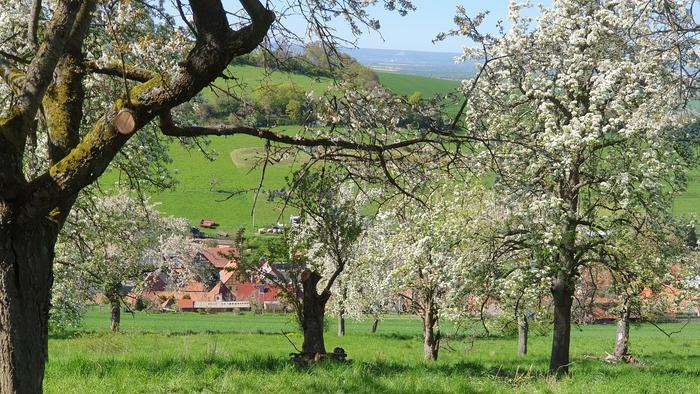 Orchard meadow in Germany. Such tree crops often have a high level of biodiversity, which can be promoted through sustainable management.