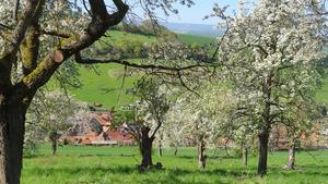 Orchard meadow in Germany. Such tree crops often have a high level of biodiversity, which can be promoted through sustainable management.