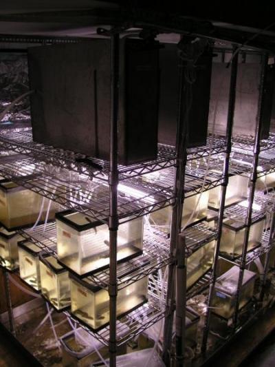 Boulder Creek Fish Tanks