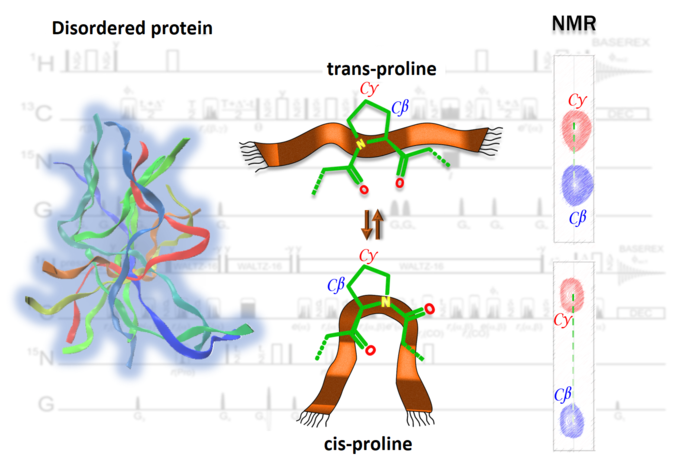 NMR - IDP-Forschung