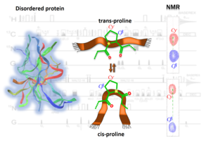 NMR- IDP research