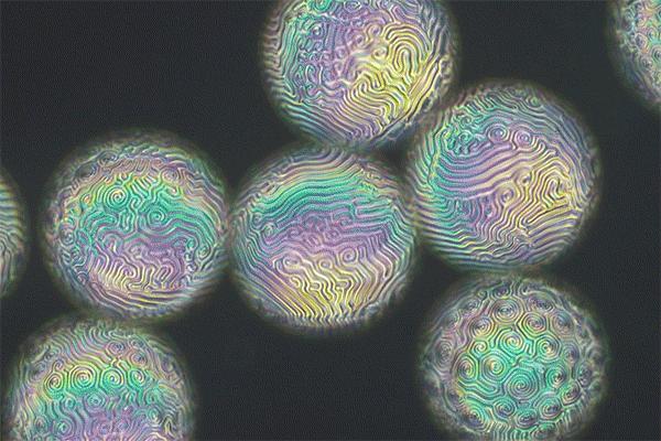 Liquid Crystal Patterns