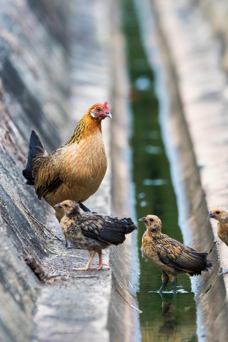 DNA from domesticated chickens is tainting genomes of wild red junglefowl