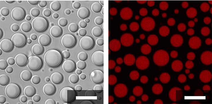 Short polymer compartments