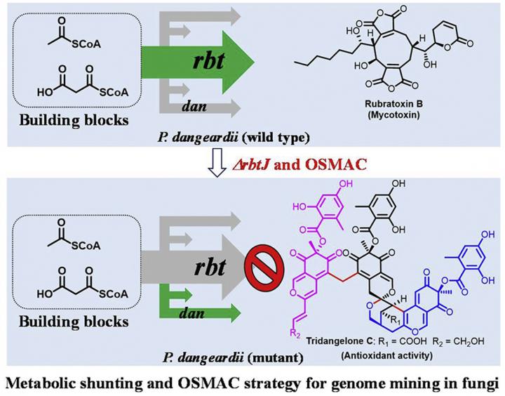 Metabolic shunting and OSMAC for the biosynthesis of rubratoxins in fungus Penicillium dangeardii
