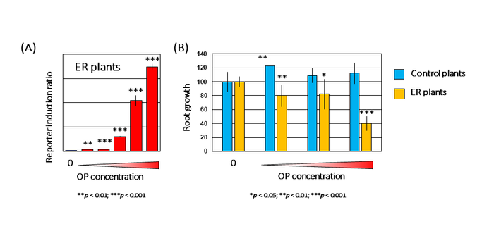Figure 3. Detection of octylphenol (OP) using transgenic plants with introduced ER gene