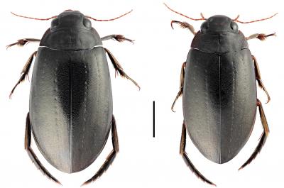 <i>Meladema coriacea</i> and <i>Meladema lepidoptera</i>