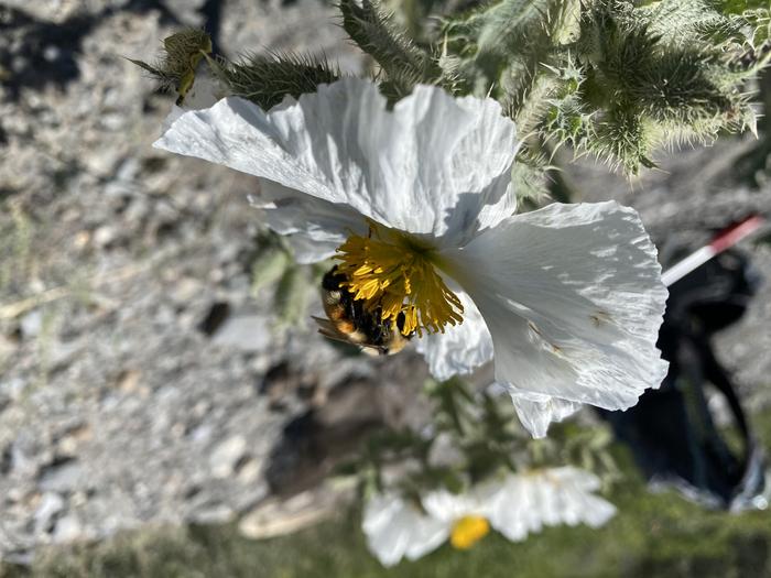 bee gathering pollen from a prickly poppy
