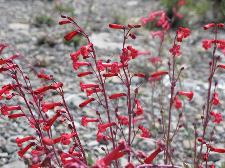 Utah Beardstongue <i>(Penstemon utahensis)</i>