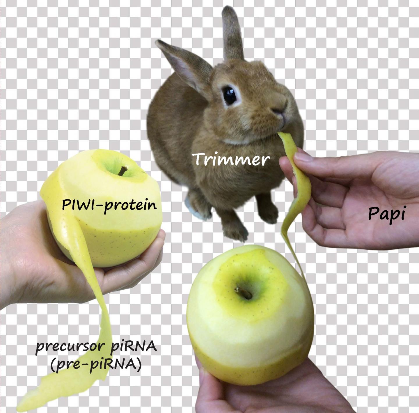 Cooperative Action of Trimmer and Papi for 3'-end Trimming of piRNA Precursors