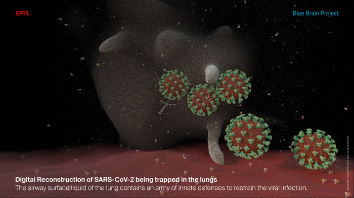 Digital reconstruction of SARS-Cov-2 being trapped in the lungs