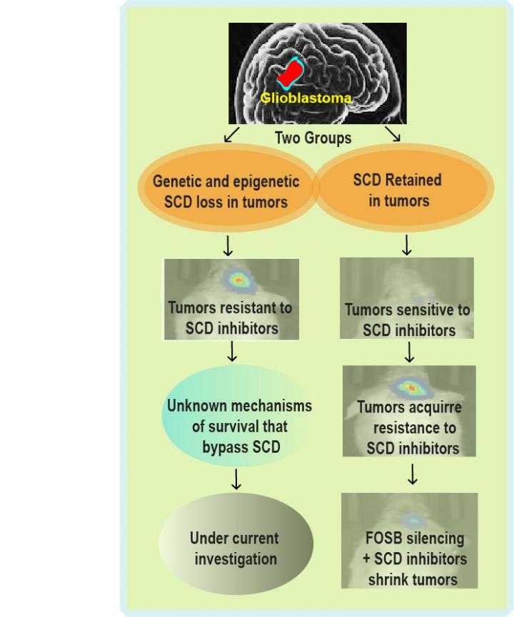 Drug Sensitivity in Glioblastoma Tumors