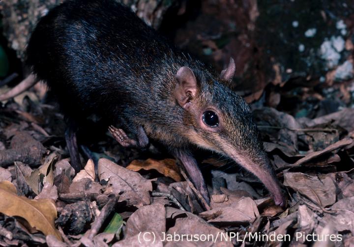 <i>Rhynchocyon stuhlmanni</i>