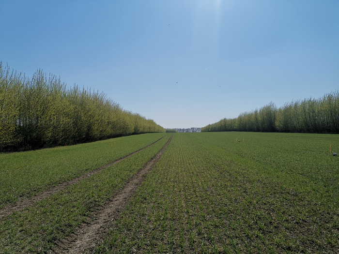 Alley cropping: an agricultural system where rows of trees (or bushes) are planted in fields of crops or grassland.