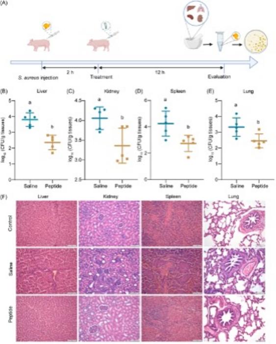 Evaluation of the therapeutic efficacy of peptides in piglets.