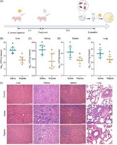 Evaluation of the therapeutic efficacy of peptides in piglets.